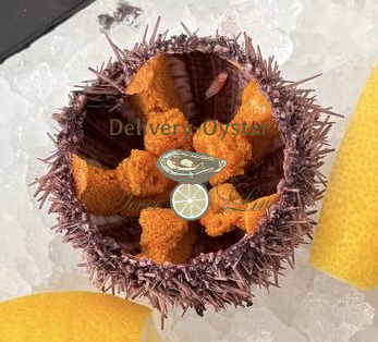 Морской еж живой с сервировкой